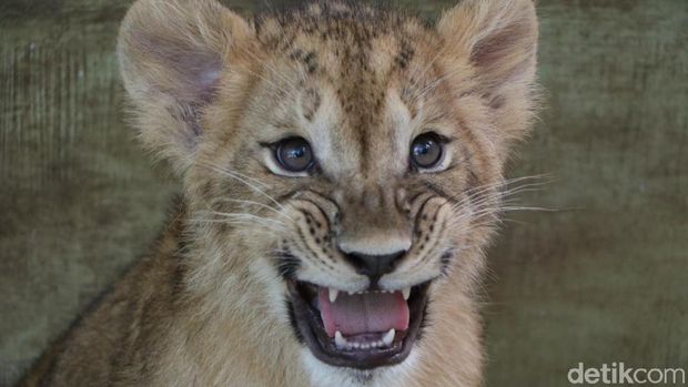Jerapah dan singa lahir di Prigen