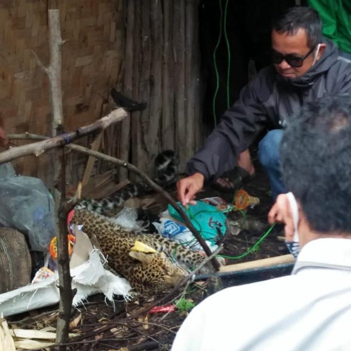 Macan Tutul Terluka di Kawah Putih Bandung