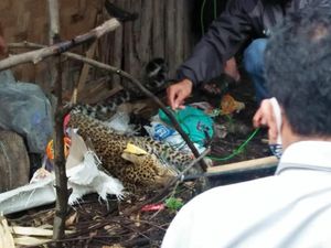 Sempat Dirawat, Macan Tutul yang Terluka di Kawah Putih Mati