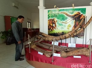Museum Kretek dan Purbakala Patiayam Kudus Cocok Jadi Wisata Edukasi