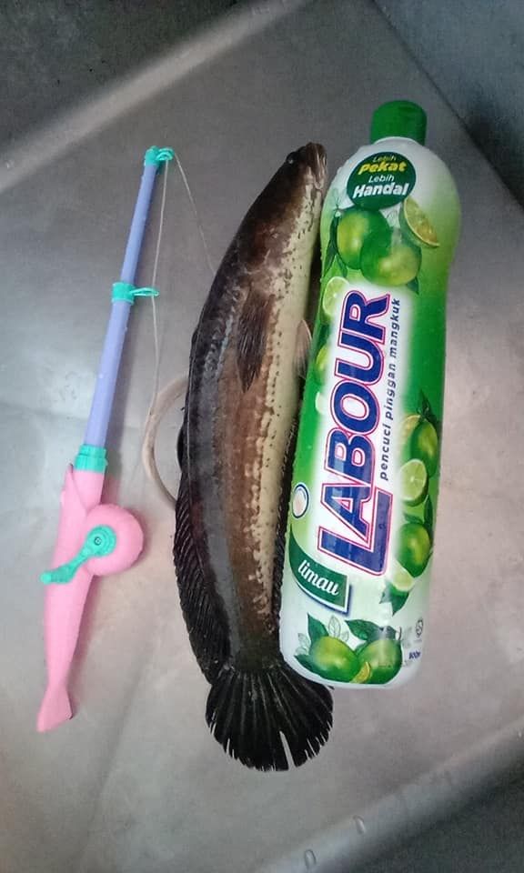 Pakai Pancingan Mainan, Bocah Ini Berhasil Tangkap Ikan Besar