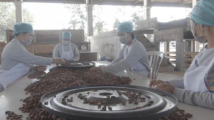 Petani Kakao di Bali