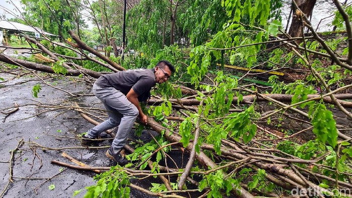 Pohon Tumbang di Pangandaran Sukabumi