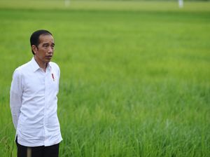30 Ribu Ha Lahan di Sumut Bakal Ditanami Kentang hingga Bawang Merah