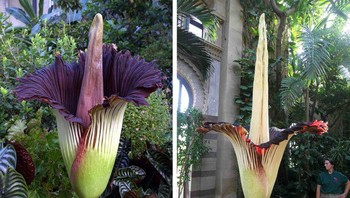 Amorphophallus titanum (bunga bangkai) Foto: Brightside