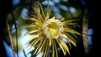 Selenicereus grandiflorus (ratu malam) Foto: Brightside