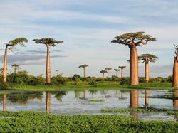 Deretan Tanaman Aneh Bak di Planet Alien