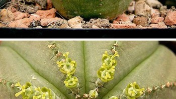 Euphorbia obesa (tanaman bisbol) Foto: Brightside