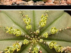 Deretan Tanaman Aneh Bak di Planet Alien