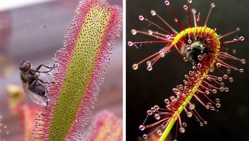 Drosera capensis (paling dikenal sebagai Cape sundew) Foto: Brightside