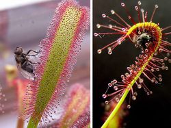 Deretan Tanaman Aneh Bak di Planet Alien