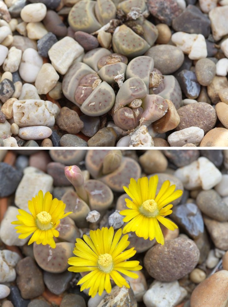 Tanaman aneh bak di planet alien