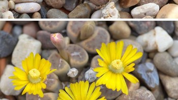 Lithops (tumbuhan kerikil atau batu hidup) Foto: Brightside