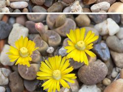 Deretan Tanaman Aneh Bak di Planet Alien