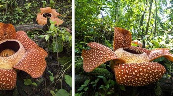 Rafflesia arnoldii. Foto: Brightside