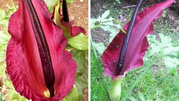 Dracunculus vulgaris (lily naga) Foto: Brightside