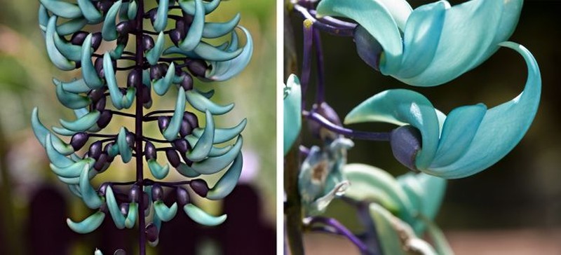 Tanaman aneh bak di planet alien