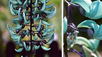 Makrobotris Strongylodon (anggur giok) Foto: Brightside