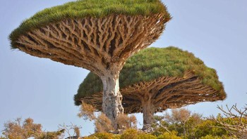 Dracaena cinnabari (pohon naga Socotra) Foto: Brightside