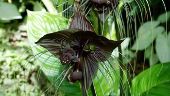 Tacca chantrieri (bunga kelelawar hitam) Foto: Brightside