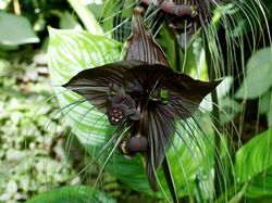 Deretan Tanaman Aneh Bak di Planet Alien