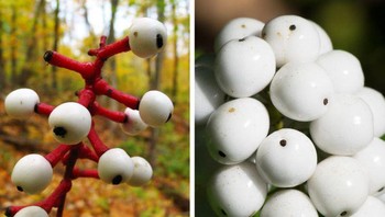 Actaea pachypoda (mata boneka) Foto: Brightside