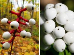 Deretan Tanaman Aneh Bak di Planet Alien