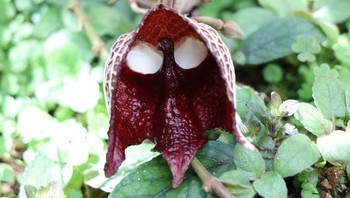 Aristolochia salvadorensis (bunga Darth Vader) Foto: Brightside