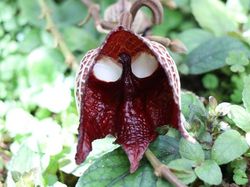 Deretan Tanaman Aneh Bak di Planet Alien