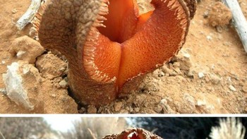 Hydnora africana (perangkap kumbang) Foto: Brightside