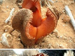 Deretan Tanaman Aneh Bak di Planet Alien