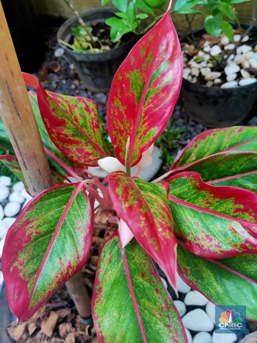 Taneman Aglonema Taneman Aglonema (CNBC Indonesia/ Sefti Oktarianisa)