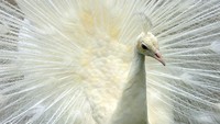 Ketiga ekor merak putih tersebut didatangkan untuk melengkapi koleksi unggas Kinantan Bird Park yang baru dibuka saat masa pandemi.