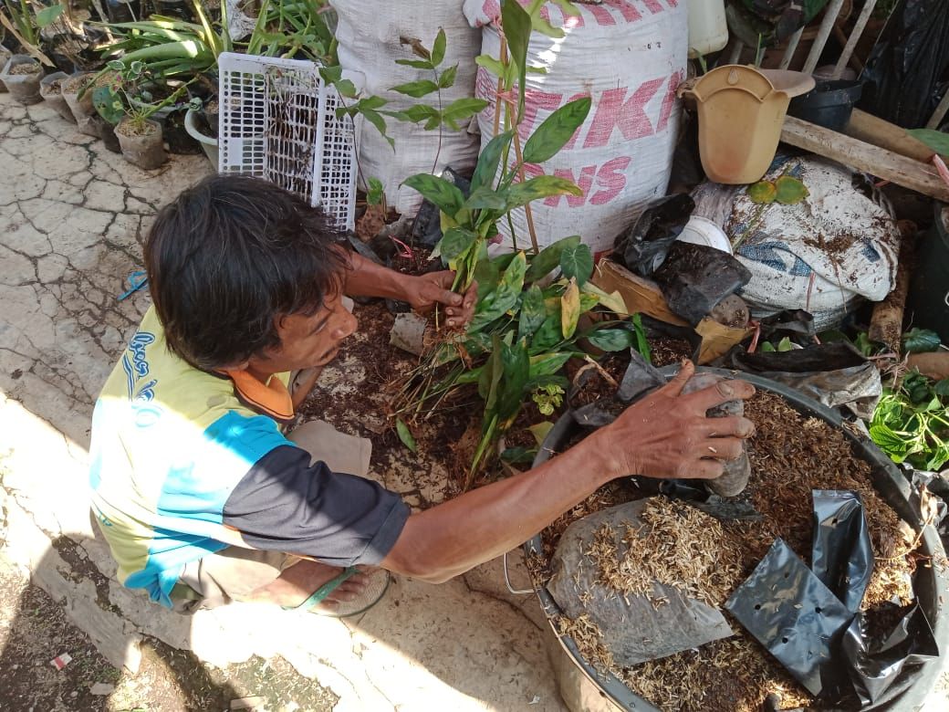 Ekawati pemilik bisnis tanaman hias Airy Garden