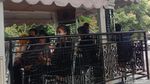 Foto: Liburan Naik Bandros Keliling Bandung!