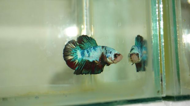 Bisnis Ikan Cupang Makin Cuan di Demak