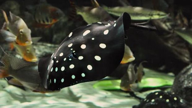 Ikan Freshwater Polka Dot Stingray. Ist