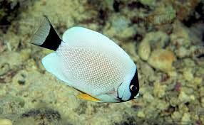 Ikan Masked Angelfish.