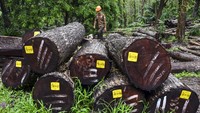 Kayu yang dikelola oleh Perum Perhutani Kesatuan Pemangkuan Hutan (KPH) Ciamis telah bersertifikat standar internasional Forest Stewardship Council (FSC) itu diminati oleh pasar Europa dan Asia dengan target produksi sebesar 13.000 kubik kayu per tahun dari wilayah Bagian Kesatuan Pengelolaan Hutan (BKPH) Pangandaran dan Cijulang.