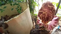 Pantauan detikcom, Minggu (25/10/2020) bunga bangkai itu memiliki tinggi sekitar 60 centimeter dan berdiameter sekitar 40 centimeter dan muncul di antar tanaman yang tumbuh di halaman rumah milik Iswara.