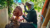 Bunga bangkai itu, tumbuh di pojok halaman rumah Iswara (82) yang ada di Jalan Aeromodelling No 89, RT 06 RW 02 Kelurahan Cisaranten Endah, Kecamatan Arcamanik, Kota Bandung.