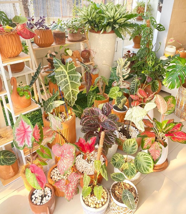 Terus kan nggak lucu kalau cuma satu tanaman. Raknya isinya empat langsung beli lagi dan beli lagi ah yang ini bentuknya lucu dan merambat juga karena nggak sadar tiba-tiba segini jreeeeng (sambil memperlihatkan koleksi tanaman hiasnya), ucap Titi dalam video berjudul TIPS SIMPLE RAWAT TANAMAN INDOOR TITI KAMAL SUPAYA RIMBUN SUBUR BAHAGIA yang diunggah ke channel YouTube Titi Tian. Foto: Instagram @titi_kamall