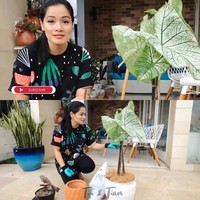 Titi Kamal merawat berbagai tanaman hiasnya ini dengan serius. Dia pun mengetahui seluk-beluk agar tanaman hias subur dan sehat. Kamu jangan merasa stres dan panik ketika melihat tanaman yang daunnya kuning. Belum terlambat, kamu cari tahu dulu penyebabnya apa. Pelan-pelan nanti biar dia beradaptasi, demikian salah satu saran bintang film Ada Apa Dengan Cinta? itu. Foto: Youtube Titi dan Tian
