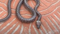 Telinga ular tidak ada di luar, namun ada di bagian dalam kulit yang mampu menangkap gelombang suara.(Dok Yayasan Sioux Ular Indonesia)