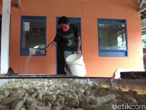 Warga Subang Berhasil Manfaatkan Bonggol Jagung untuk Budidaya Jamur