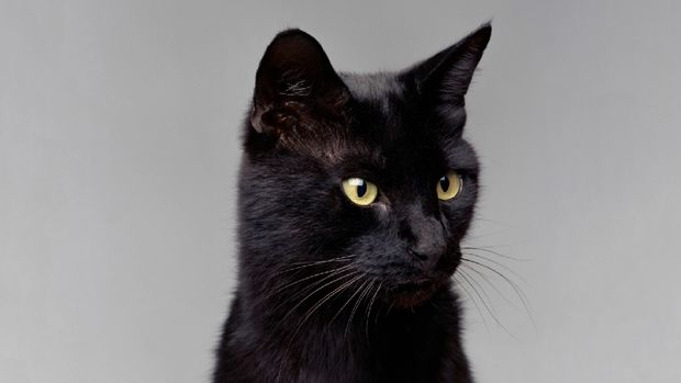 Blackie