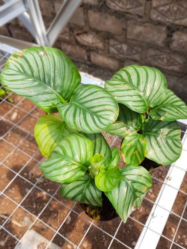 Calathea orbifolia