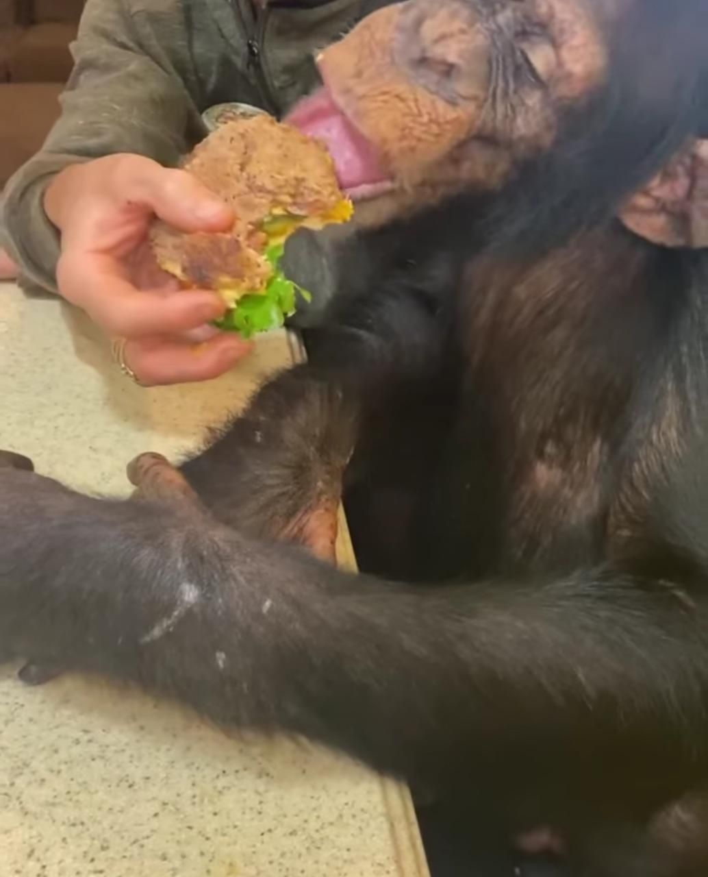 Gemas! Tiga Simpanse Doyan Makan Ini Jadi Bintang di Instagram