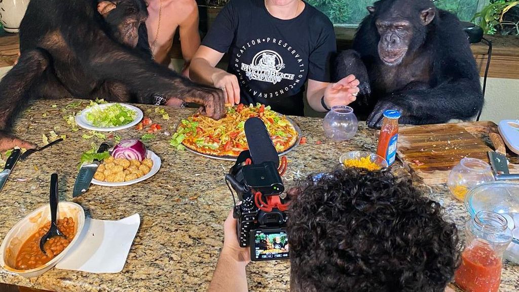 Gemas! Tiga Simpanse Doyan Makan Ini Jadi Bintang di Instagram