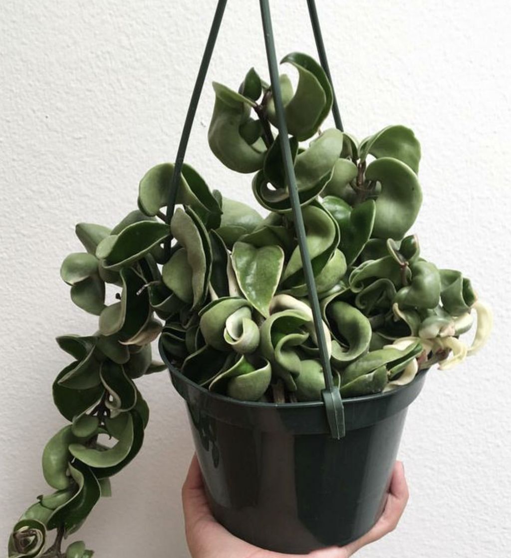 Hoya Compacta